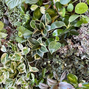 Mystery 4” Live Houseplant - No Common Pothos - Requests Taken - Free Shipping - Surprise Tropical Houseplant - Plant Gift