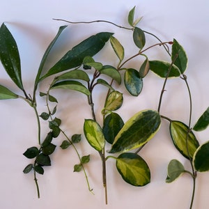Mystery Hoya Cutting Bundle - No Duplicates - Requests Taken - Live Plant Bundle - Hoya Plant Cuttings