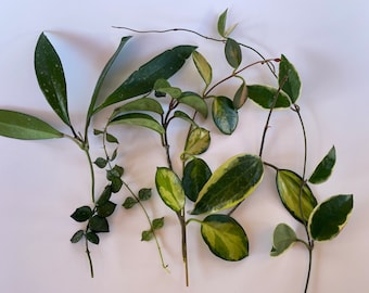 Mystery Hoya Cutting Bundle - No Duplicates - Requests Taken - Live Plant Bundle - Hoya Plant Cuttings