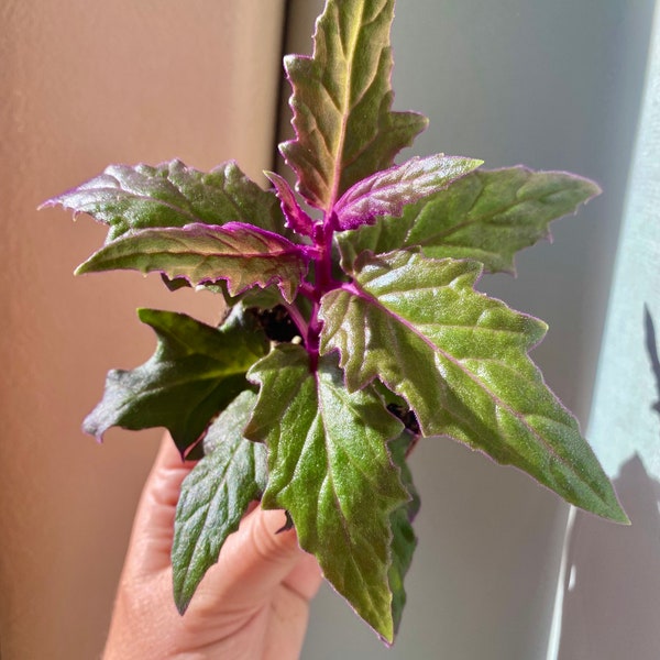 Purple Plant - Etsy