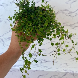 4” String of Frogs Plant - Ficus Pumila