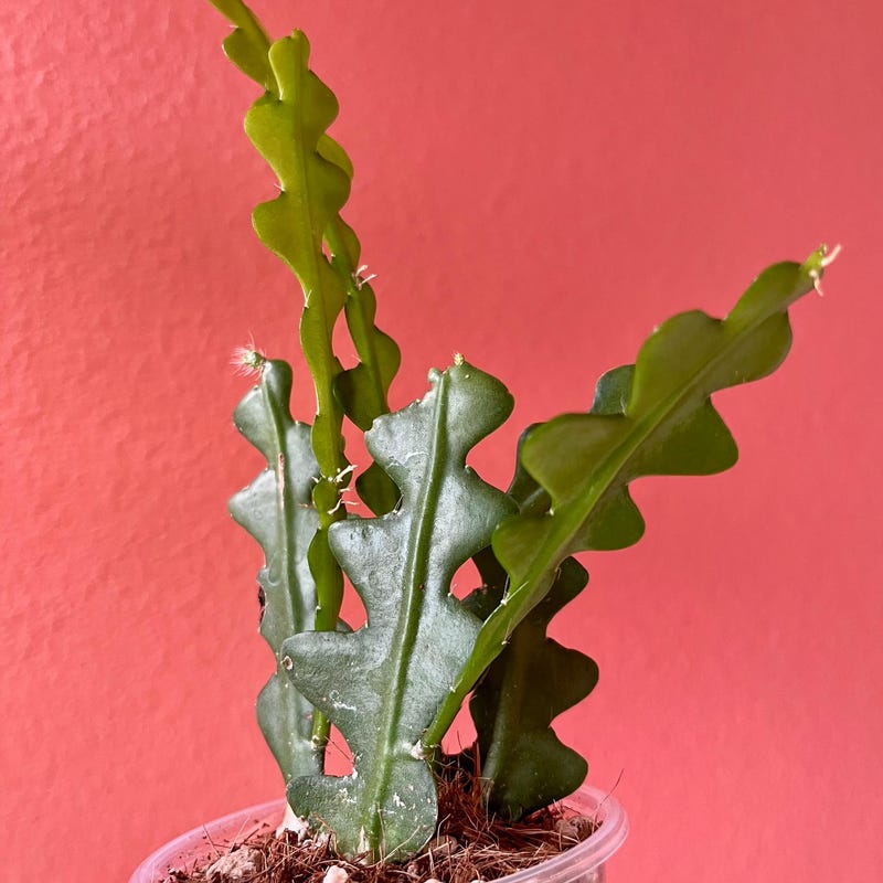 Ric Rac Cactus - Etsy