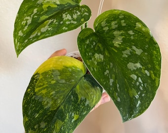 Scindapsus Baticon Variegated - Multiple Sizes