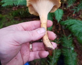 10mL Liquid Mushroom Culture - Cantharellus formosus - Pacific Golden Chanterelle * Wild Oregon genetics from 1500' elevation