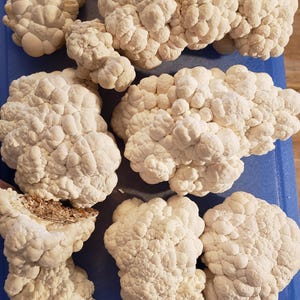 4oz Dried Lion&#39;s Mane Mushroom - Hericium erinaceus - Oregon Grown Organic Functional Gourmet Mushroom
