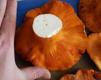 May include: Close-up of a bright orange mushroom with a white center. The mushroom has a large, flat cap with a textured surface. Several other mushrooms are visible in the background. The image is well-lit, highlighting the colors and textures of the mushrooms.