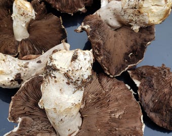 10mL Liquid Culture - Agaricus moronii - Portobello Sister Species - Wild Oregon Clone