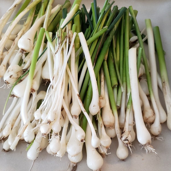 1oz Dried Wild Foraged Onions * Willamette Valley Spring 2024 * Allium Vineale * Bulbs & Stems * Vegan, Organic