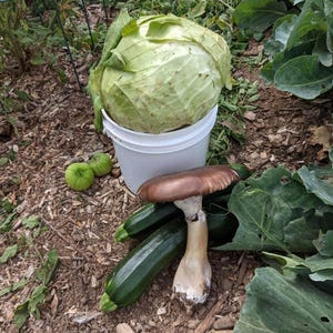 May include: A large green cabbage in a white bucket, two green tomatoes, two green zucchini, and a brown mushroom with a white stem.