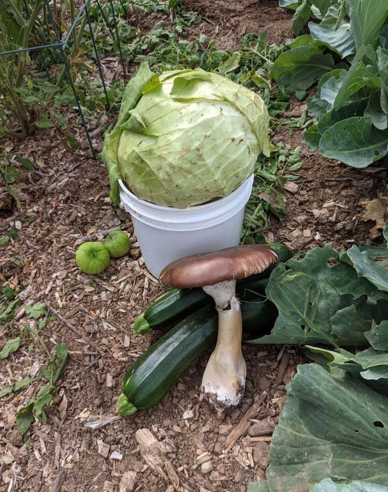 May include: A large green cabbage in a white bucket, two green tomatoes, two green zucchini, and a brown mushroom with a white stem.