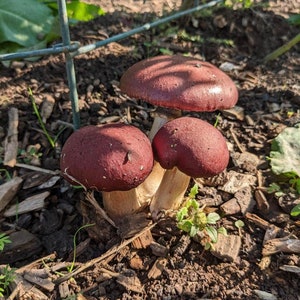 May include: Three red-brown mushrooms growing in a garden bed with brown mulch. The mushrooms are clustered together and have white stems.