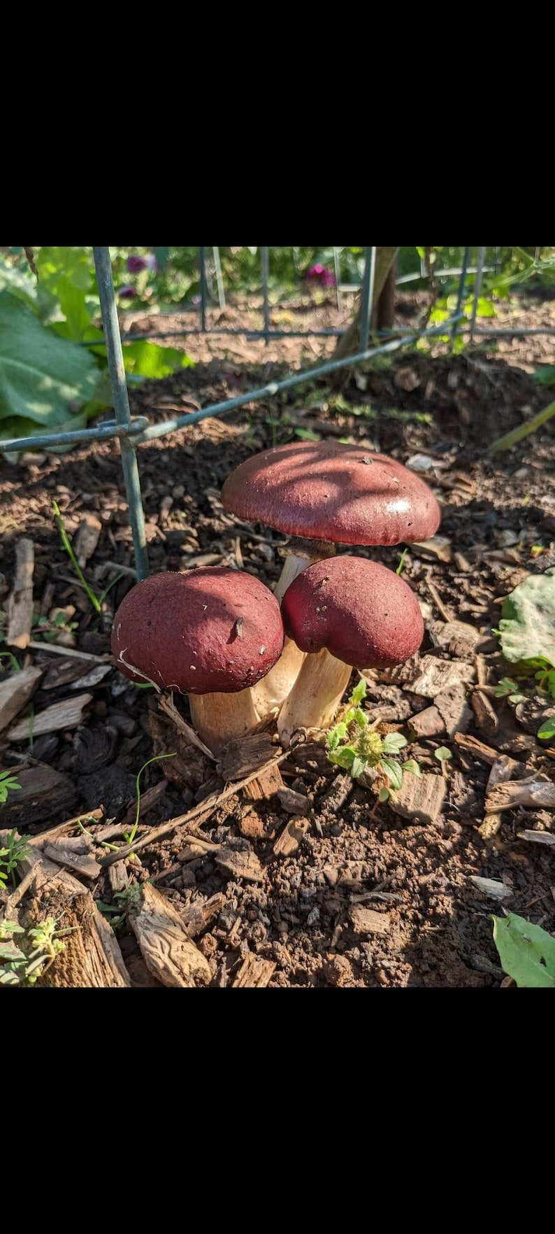 May include: Three red-brown mushrooms growing in a garden bed with brown mulch. The mushrooms are clustered together and have white stems.