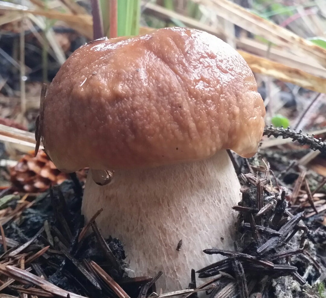 10ml Liquid Mushroom Culture Boletus Edulis Porcini Mushroom Wild PNW