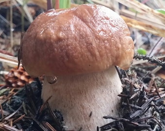 10mL Liquid Mushroom Culture - Boletus edulis - Oregon Porcini Mushroom * Wild Pacific Northwest Clone PNW Oregon Coast Bolete