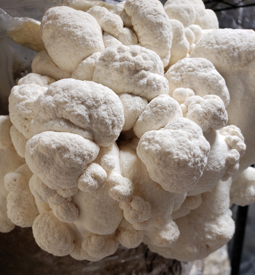 2oz Dried Lion's Mane Mushroom Hericium Erinaceous Oregon Grown Organic Functional Gourmet