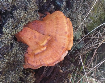 10mL Liquid Mushroom Culture - Chicken of the Woods - Laetiporus conifericola * Western Pine-Loving Chicken of the Woods * Wild PNW Clone