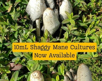 10mL Liquid Culture - Shaggy Mane Mushroom (Coprinus comatus) - Wild Oregon Clone