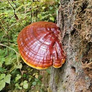 May include: A large, semi-circular shelf fungus with a glossy, deep reddish-brown cap and a distinct yellow-orange margin, growing directly from the textured, mossy bark of a tree trunk in a natural forest environment.