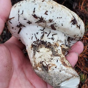 May include: A white mushroom with a brown stem and a white cap covered in brown specks. The mushroom is being held in a hand.