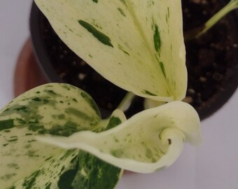 Marble/Snow Queen Pothos #9, 4" Pot, Houseplant, Plant, Housewarming Gift, Variegated Leaves