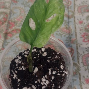 Mint Monstera Adansonii Starter Plant: Rooted Cutting, Houseplant