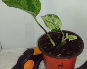 Marble Queen Pothos #8, 4" Pot,  Houseplant, Housewarming Gift, Variegated Leaves