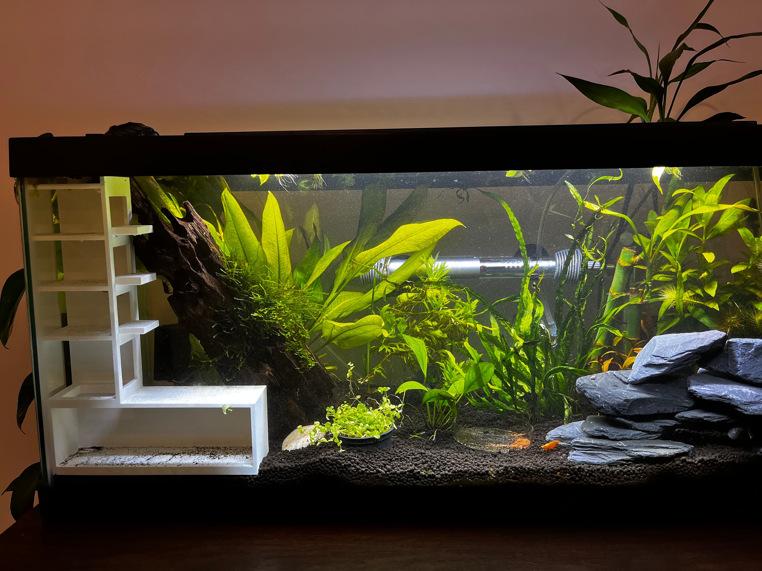 Image showcasing Shrimp Aquarium Condos - Etsy