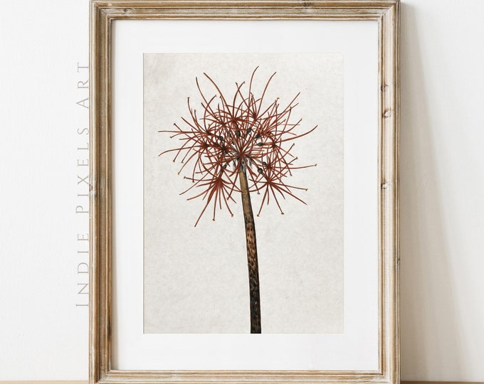 Vintage Neutral Fall Print Autumn Allium Digital Wall Art,  Rustic Fall Botanical Drawing Neutral Farmhouse Decor Warm Tone Simple Art Print