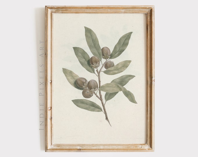 Sage Green Vintage Botanical Print Country Kitchen Decor | Sage Green European Living Room Spring Decor Vintage Dining Decor PRINTABLE