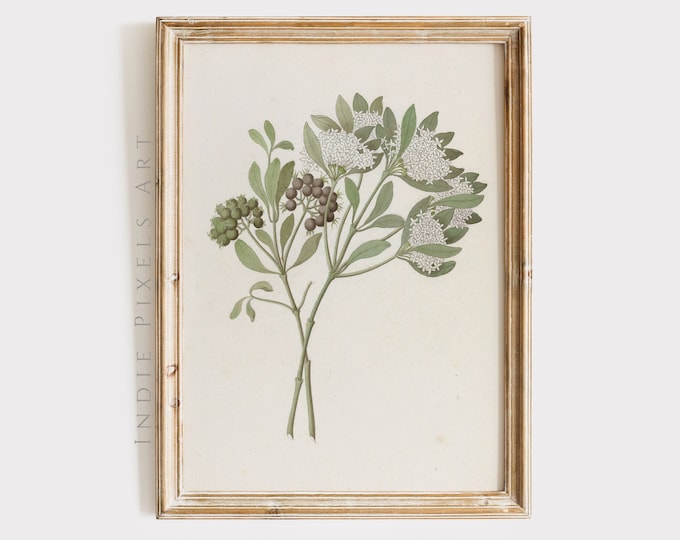 Sage Green Botanical Vintage Print Country Kitchen Decor | Sage Green European Living Room Spring Decor Vintage Dining Decor PRINTABLE