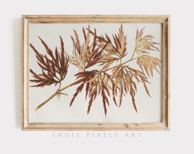 Vintage Fall Decor Botanical Print Japanese Maple Digital Wall Art,  Simple Fall Art Vintage Autumn Wall Print Autumn Decor Printable Art