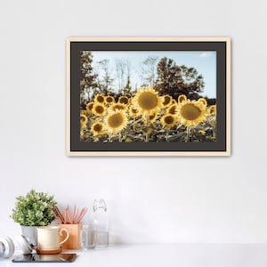 Sunflower at Sunset | Kansas | Photography Print