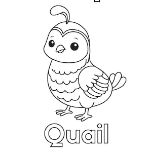 May include: A black and white coloring page featuring the uppercase and lowercase letters Qq at the top and the word Quail at the bottom. In the center is a line art illustration of a small quail with a distinctive plume on its head.