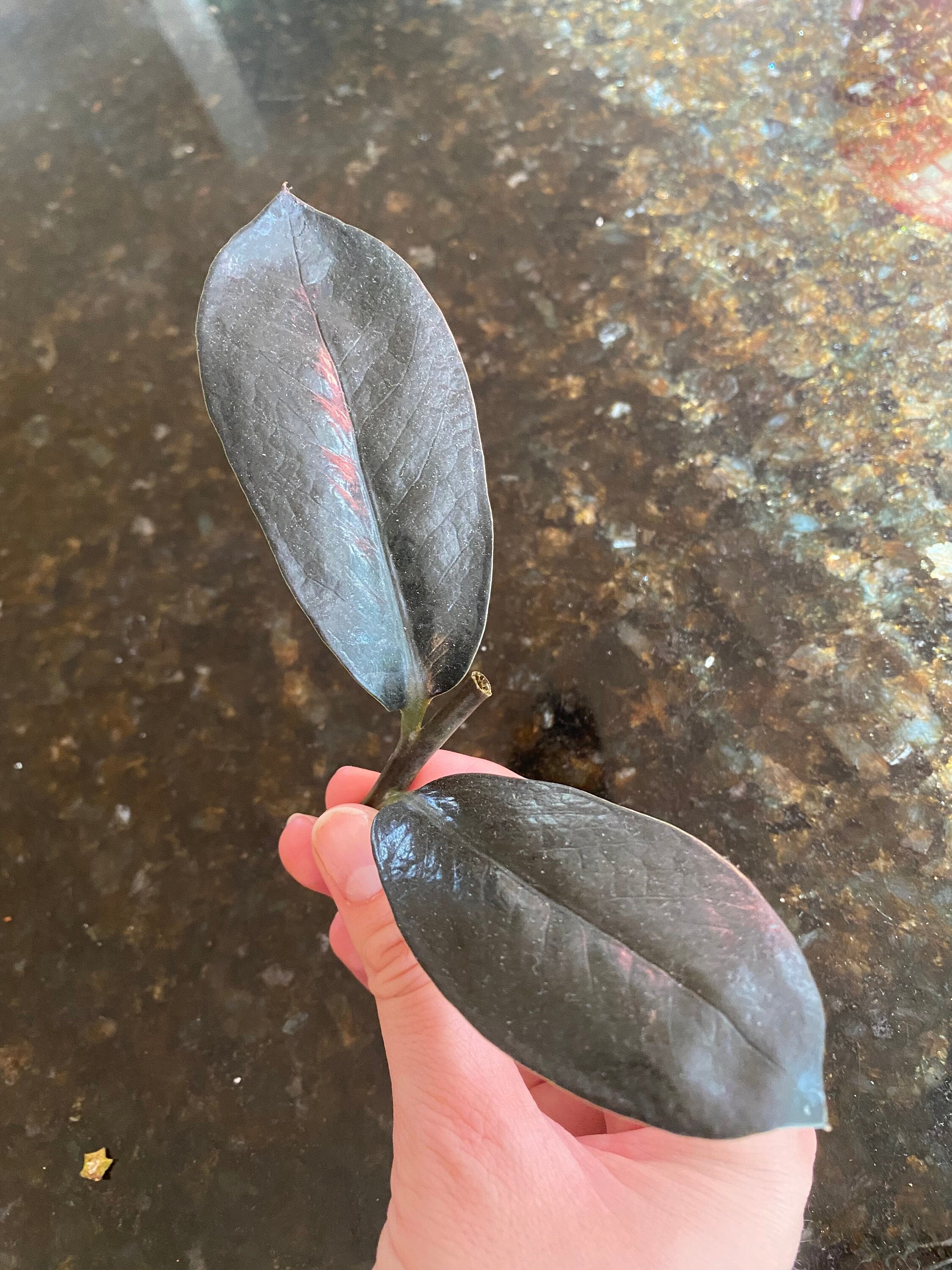 15+ White Variegated Zz Plant