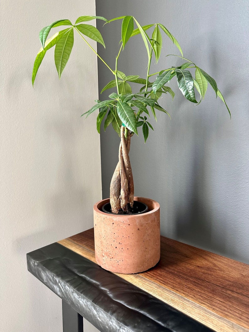 Round Concrete Planter 6 inch / Plant Pot / Cement Pots image 6