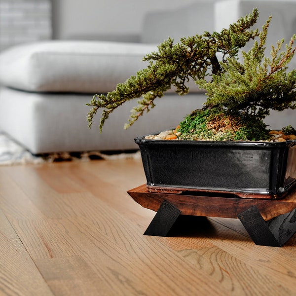 Bonsai stand  - "Live edge Walnut” Plant Stand  / Wood Riser / Wood Display / Bonsai Plant Stand / Soap Tray / Wooden Tray