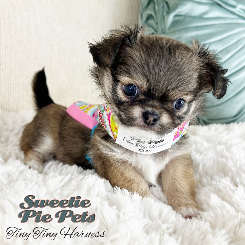 Tiny Tiny Dog Harness: Candied Snowflakes image 6