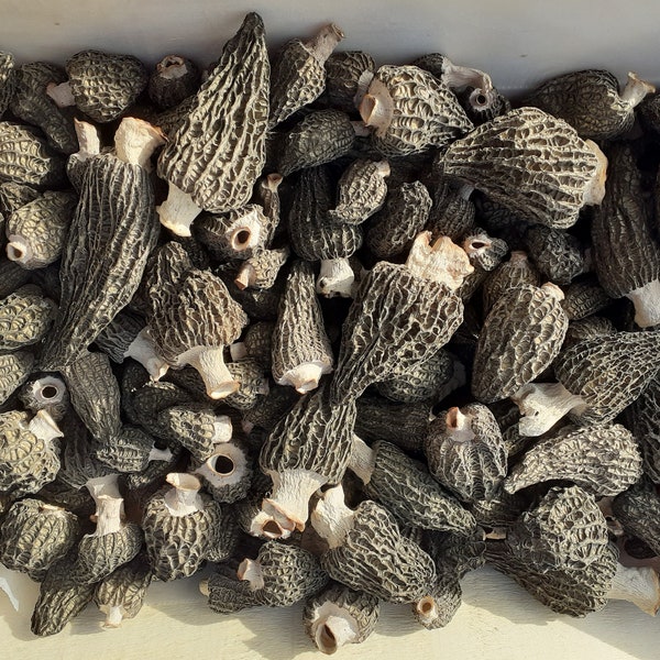 MORILLES SAUVAGES D'OCCITANIE vrac / 100grs (bio / origine France)