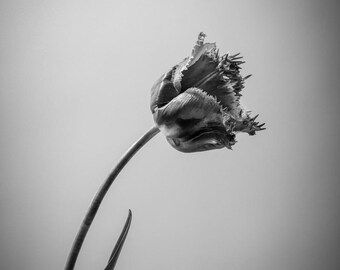 Monochrome Tulip Fine Art Photography Print | Black & White Flower Wall Art (Digital Download)