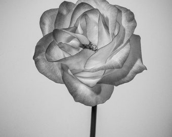 Monochrome Rose Fine Art Photography Print | Black & White Floral Wall Art (Digital Download)