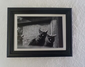 Katzen auf dem Friedhof Montmartre in schwarz-weiß  (Postkarte)