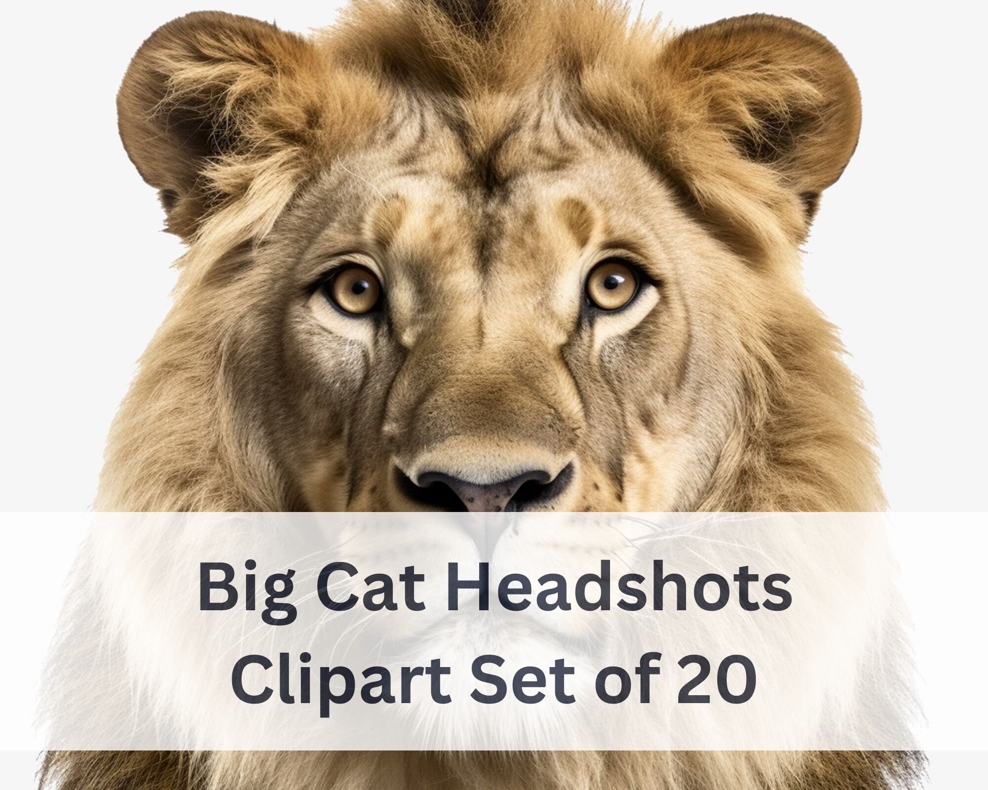 Clipart Bundle X20: Big Cat Headshots PNG / Transparent Background ...