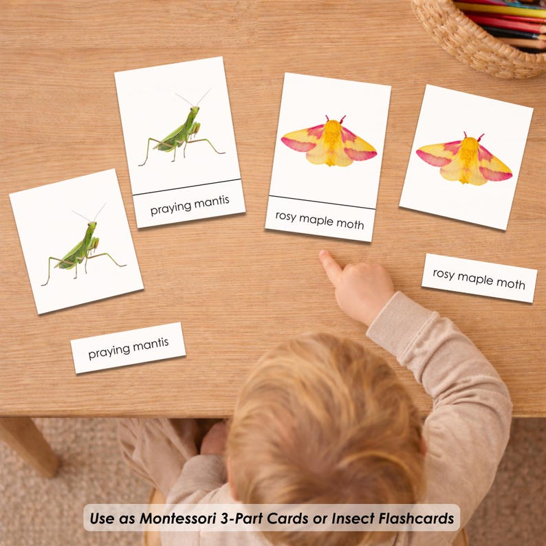100 Insect Flashcards Printable for Kids | Montessori 3-part Cards ...