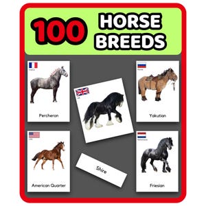 100 razze di cavalli - Schede didattiche in 3 parti stampabili / Ippologia, Pony, Cavalcata, Animali Montessori / Immagini reali, Risorse educative di zoologia
