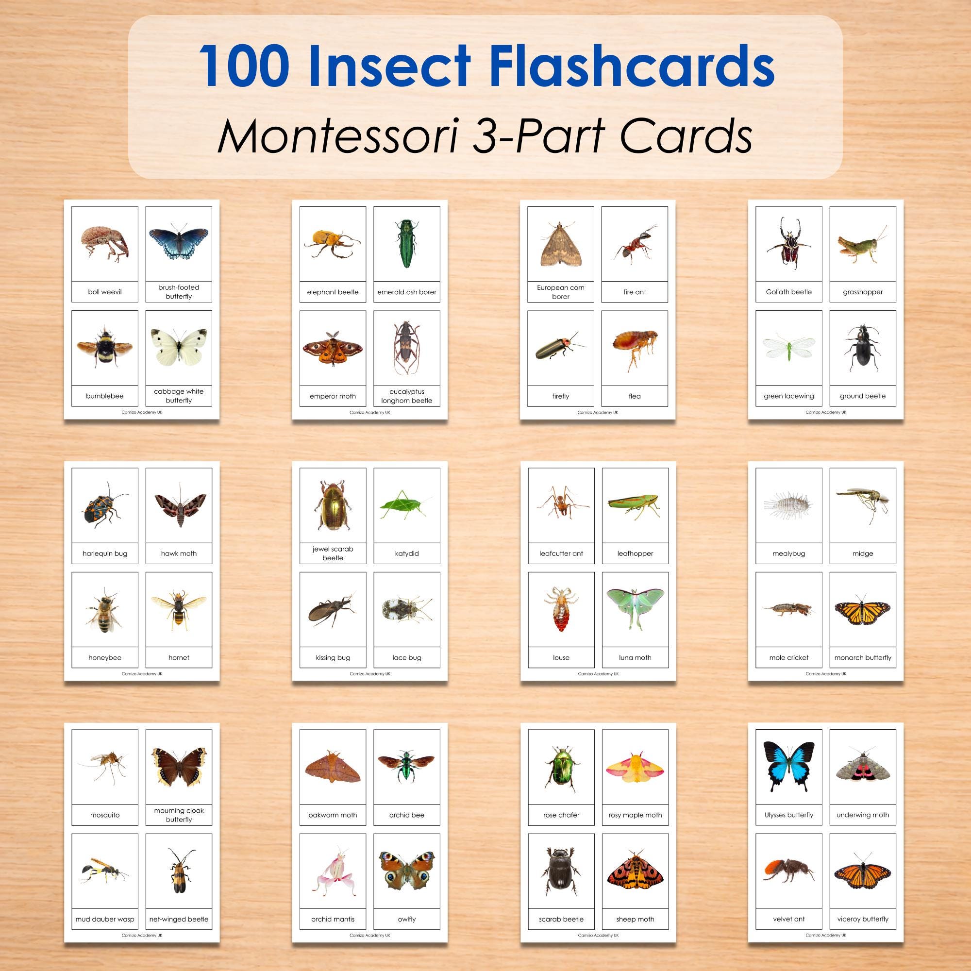 100 Insect Flashcards Printable for Kids | Montessori 3-part Cards ...