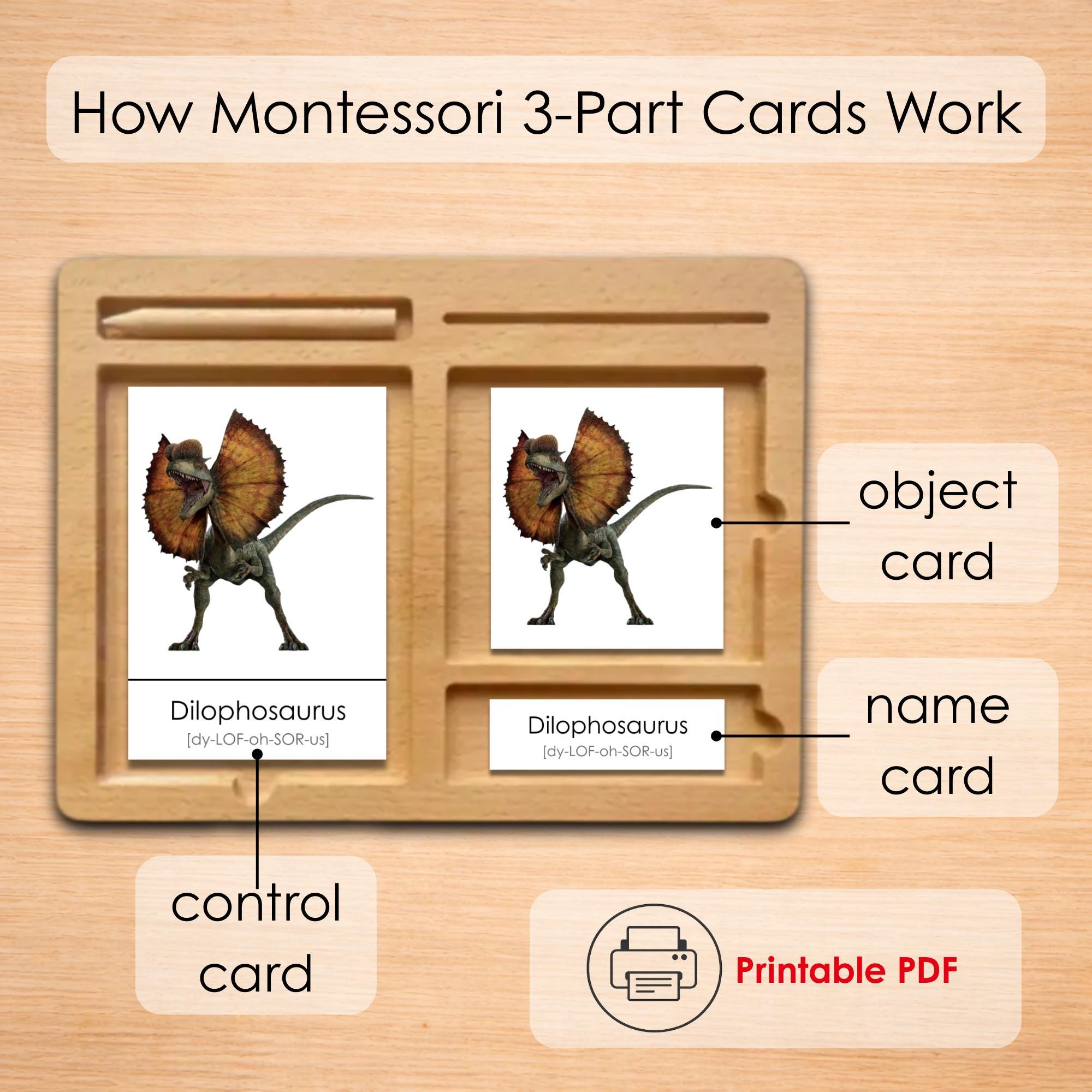 100 Dinosaur Flashcards Printable for Kids | Montessori 3-part Cards ...