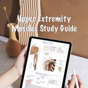 Upper Extremity: Muscles Musculature MSK Study Guide, Guide Sheet, Cheat Sheet, Reference | Digital Download