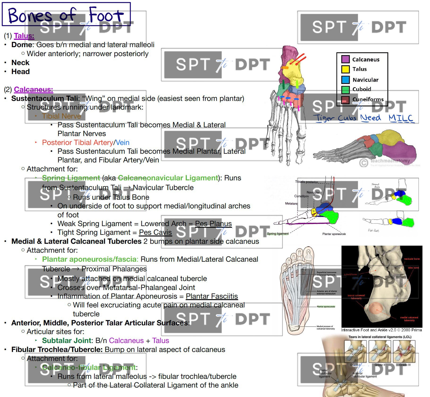 Lower Extremity: Study Bundle Pack, Study Guide, Guide Sheet, Cheat ...