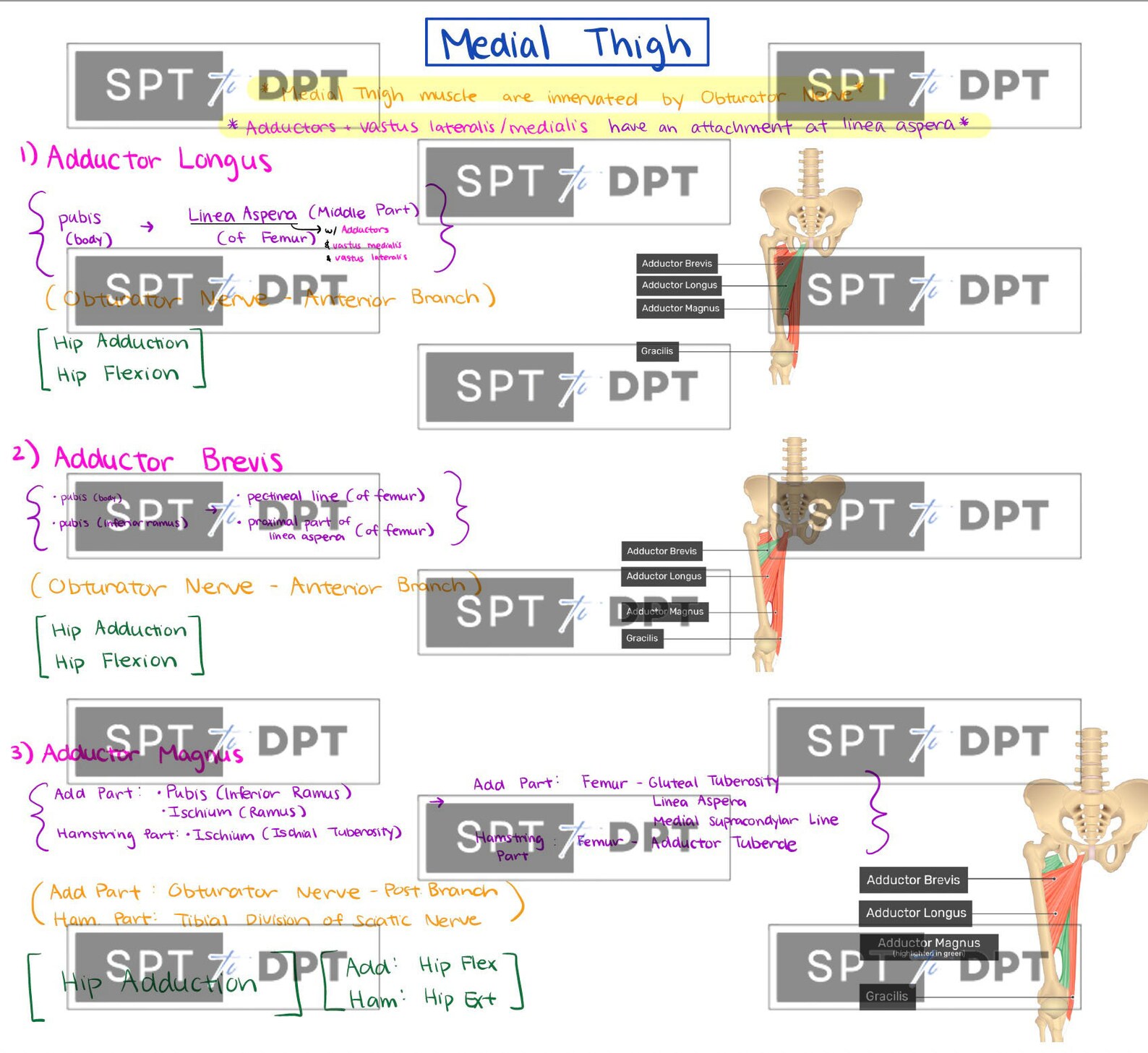 Lower Extremity: Study Bundle Pack, Study Guide, Guide Sheet, Cheat ...