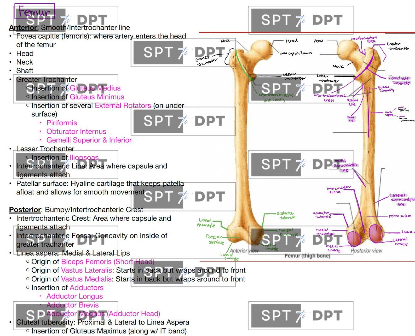 Lower Extremity: Study Bundle Pack, Study Guide, Guide Sheet, Cheat ...